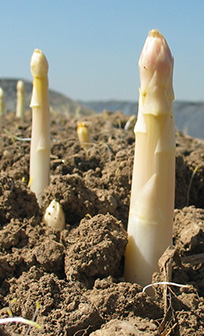 Spargel