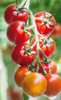 Tomaten